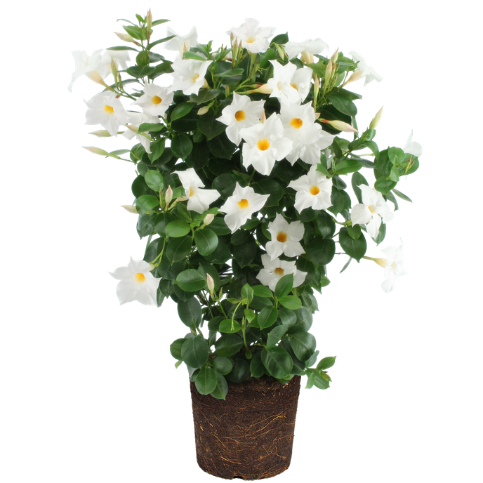 Mandevilla